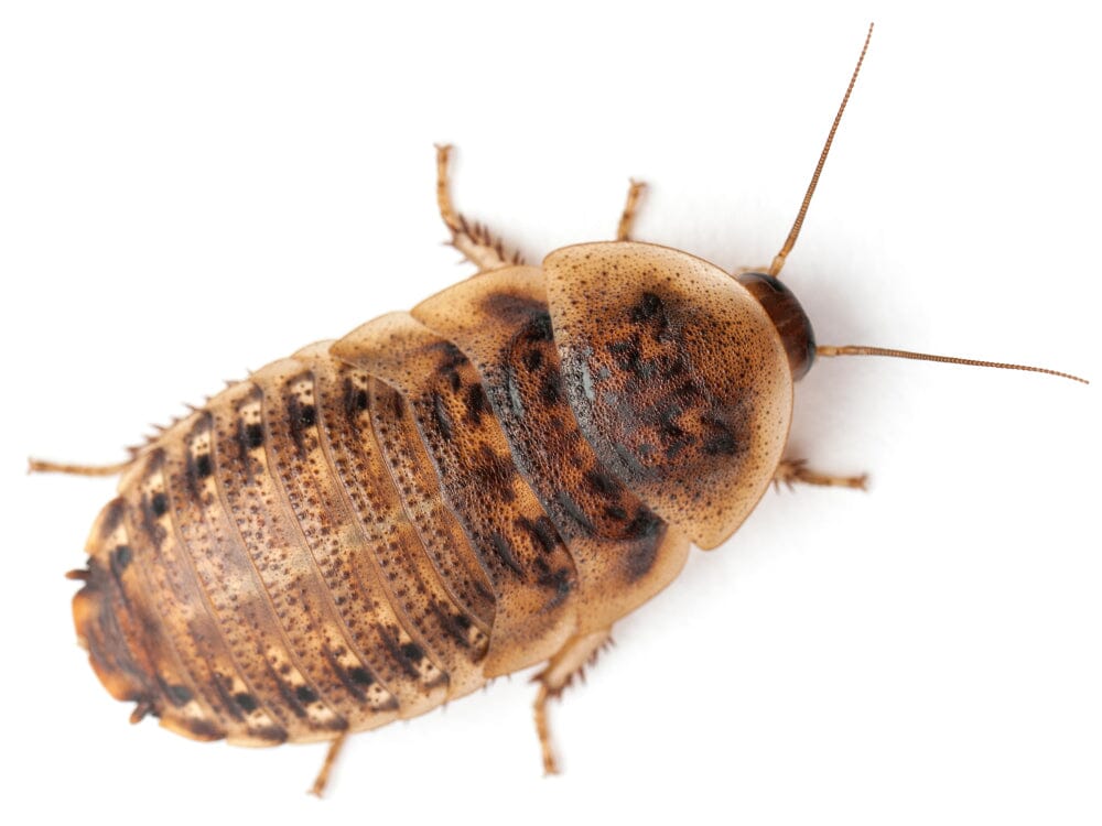 Live Insects For Sale